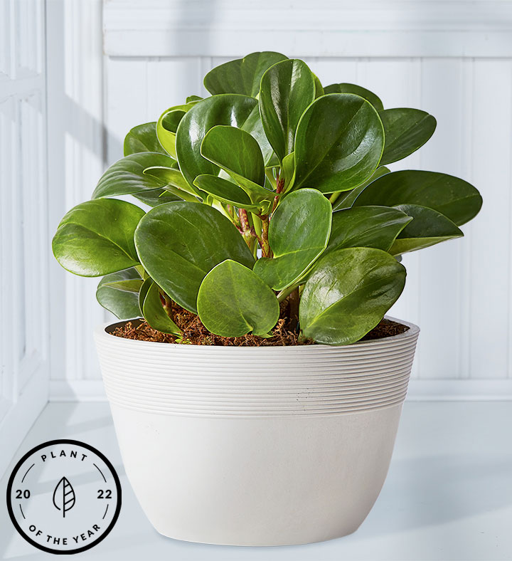 A Baby Rubber Plant planted in a white pot