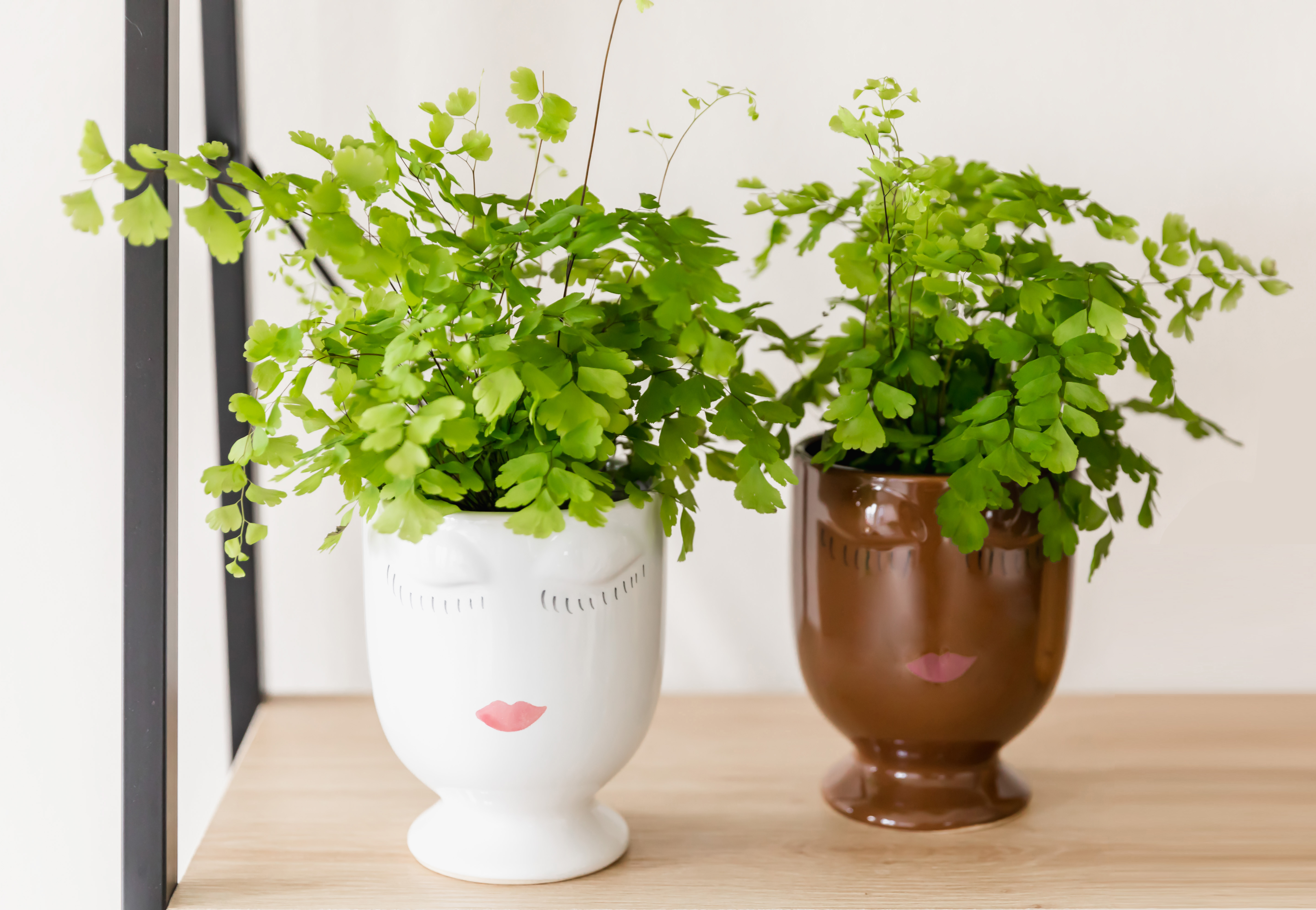 The 1-800-Flowers.com Luna and Zoe Maiden Hair Ferns in pots with faces on them, placed on a wooden table