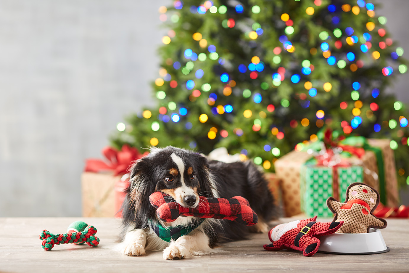A dog chewing on a Max & Milo red plaid toy bone and surrounded by other toys from the Max and Milo Home for the Howlidays Dog Gift Basket