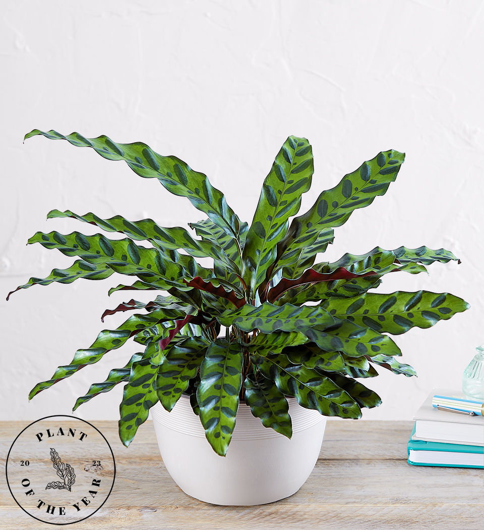 1-800-Flowers.com Calathea Rattlesnake Plant