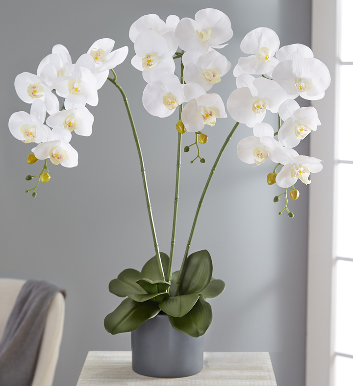 A large white orchid in a grey pot from 1-800-Flowers.com on a side table next to a grey couch
