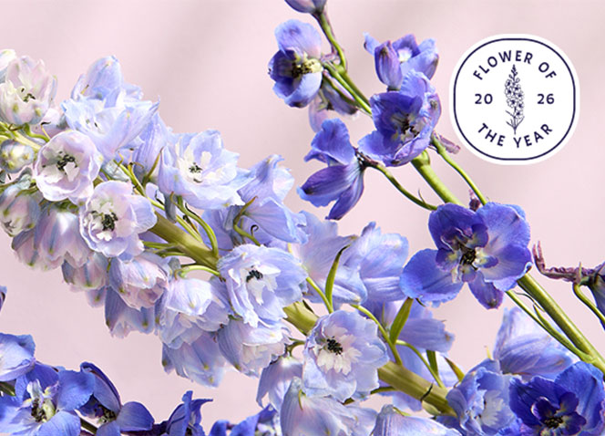 1-800-Flowers.com Announces 2026 Flower and Plant of the Year: Delphinium and Money Tree
