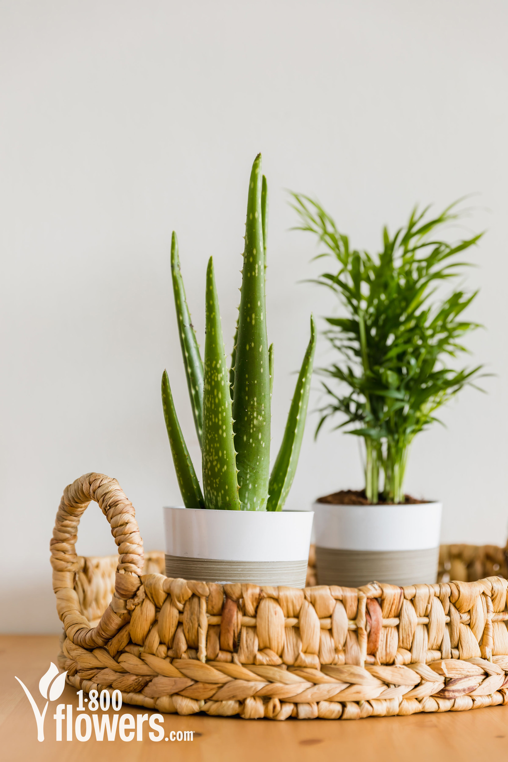 A potted Aloe Vera Shelf Plant and a potted Parlor Palm Shelf Plant on a woven tray