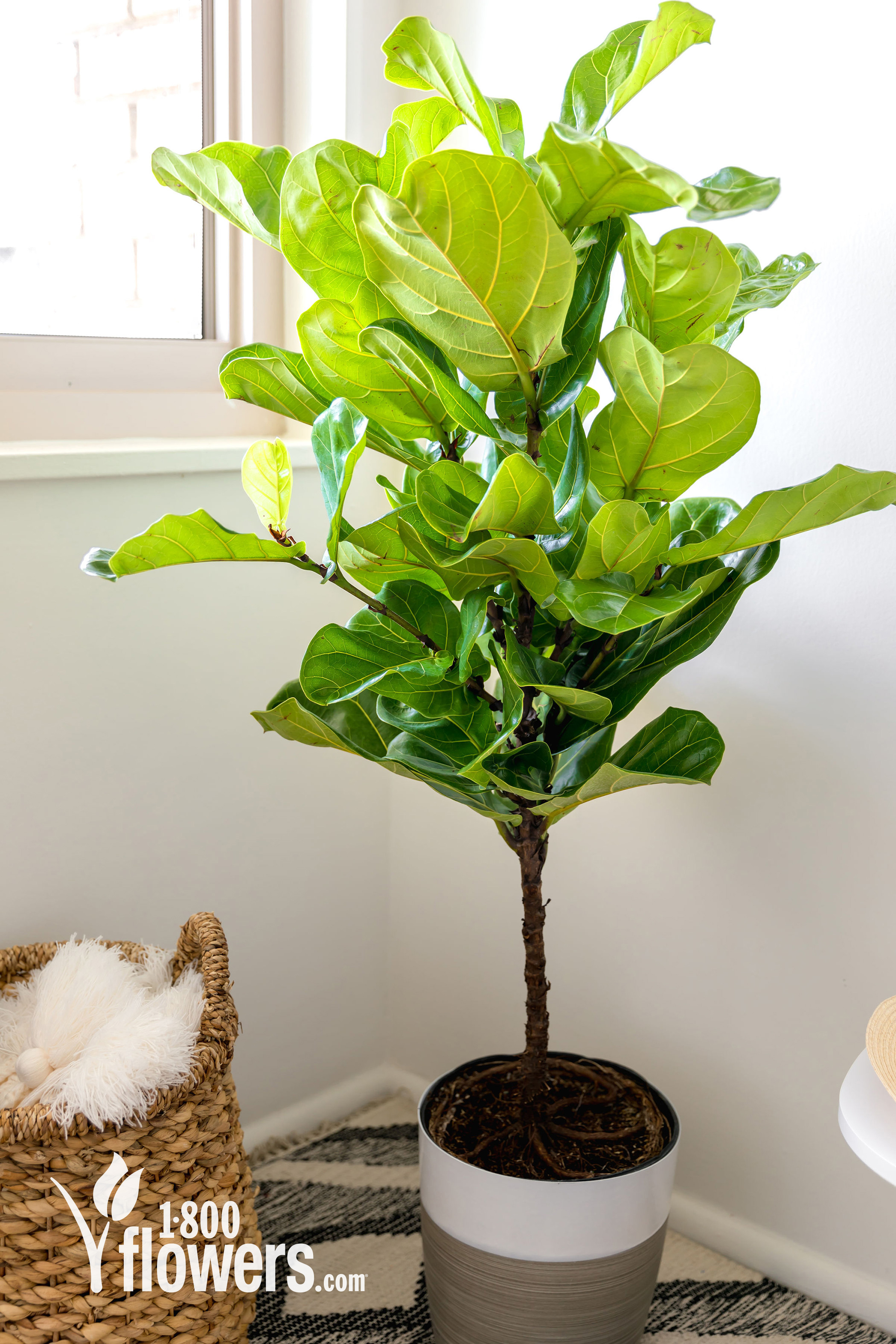 A large Fiddle Leaf Fig Floor Plant in a pot sitting on the floor by a window