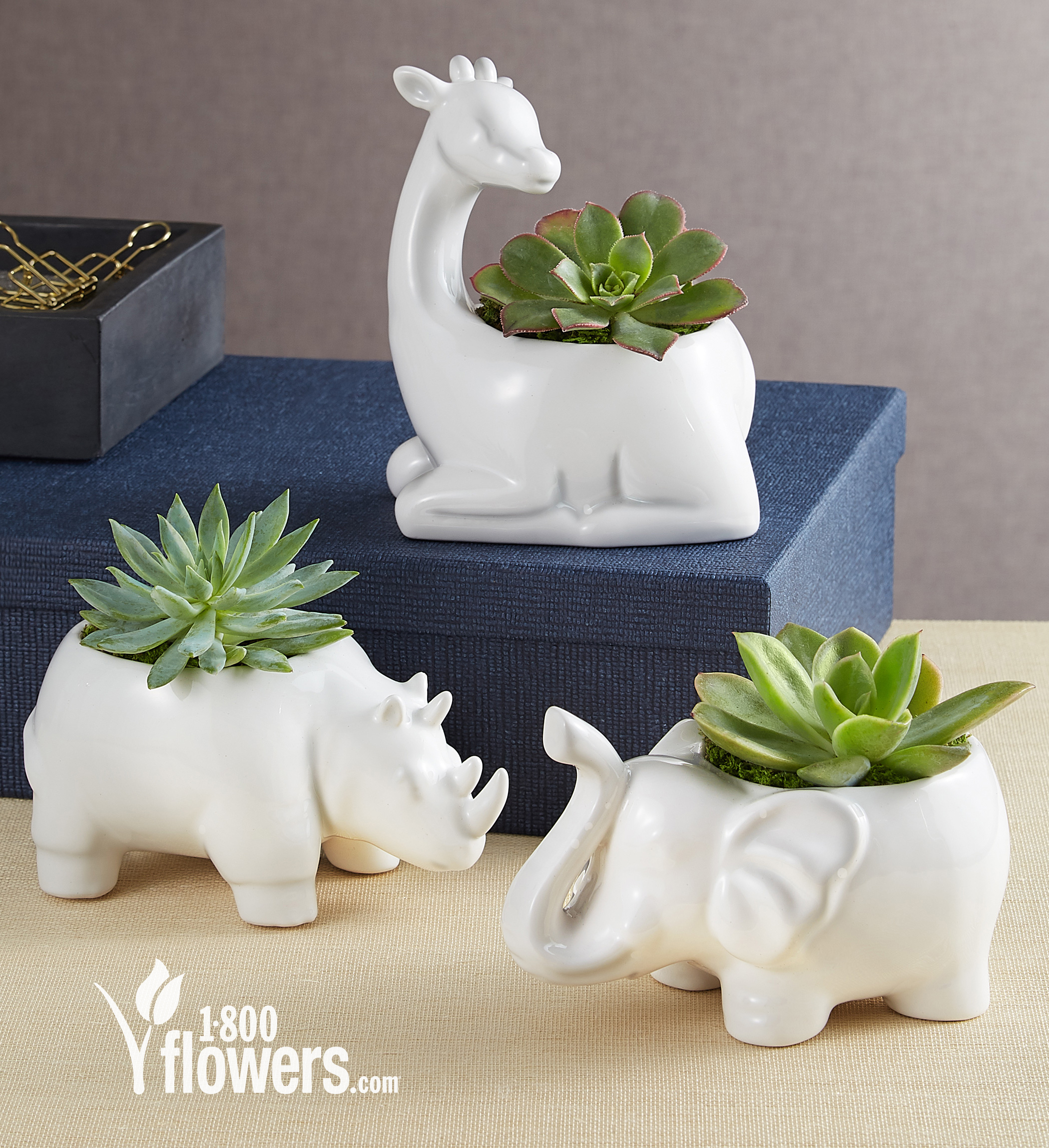 Three potted succulents shapped like a rhinoceros, a giraffe, and an elephant