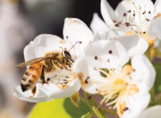 A bee getting nectar from a white flower 