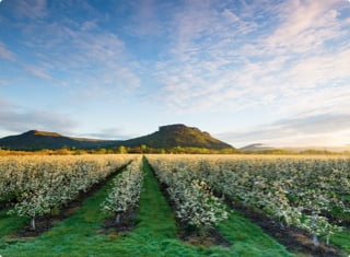 A landscape of grape vines planted under a blue sky with mountains in the background