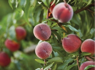 Fresh peaches growing from trees under
