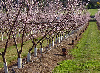 Rows of blossoming orchards on a sunny day 