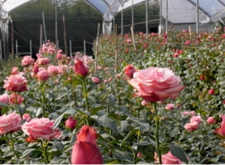 A greenhouse with rows of pink roses