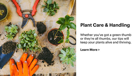 Gloves, plants, soil, and an assortment of gardening tools an outdoor table 
